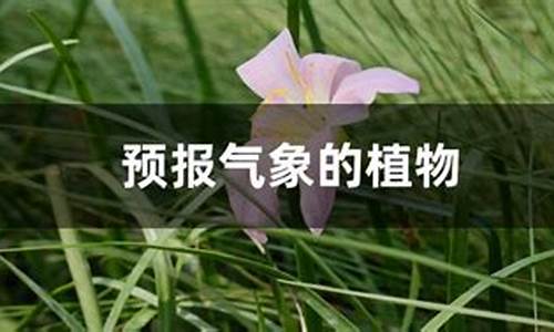 预报气象的植物有哪些的解释_可以预报气象的植物