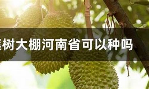 河南天气可以种榴莲吗_河南能种榴莲树吗?